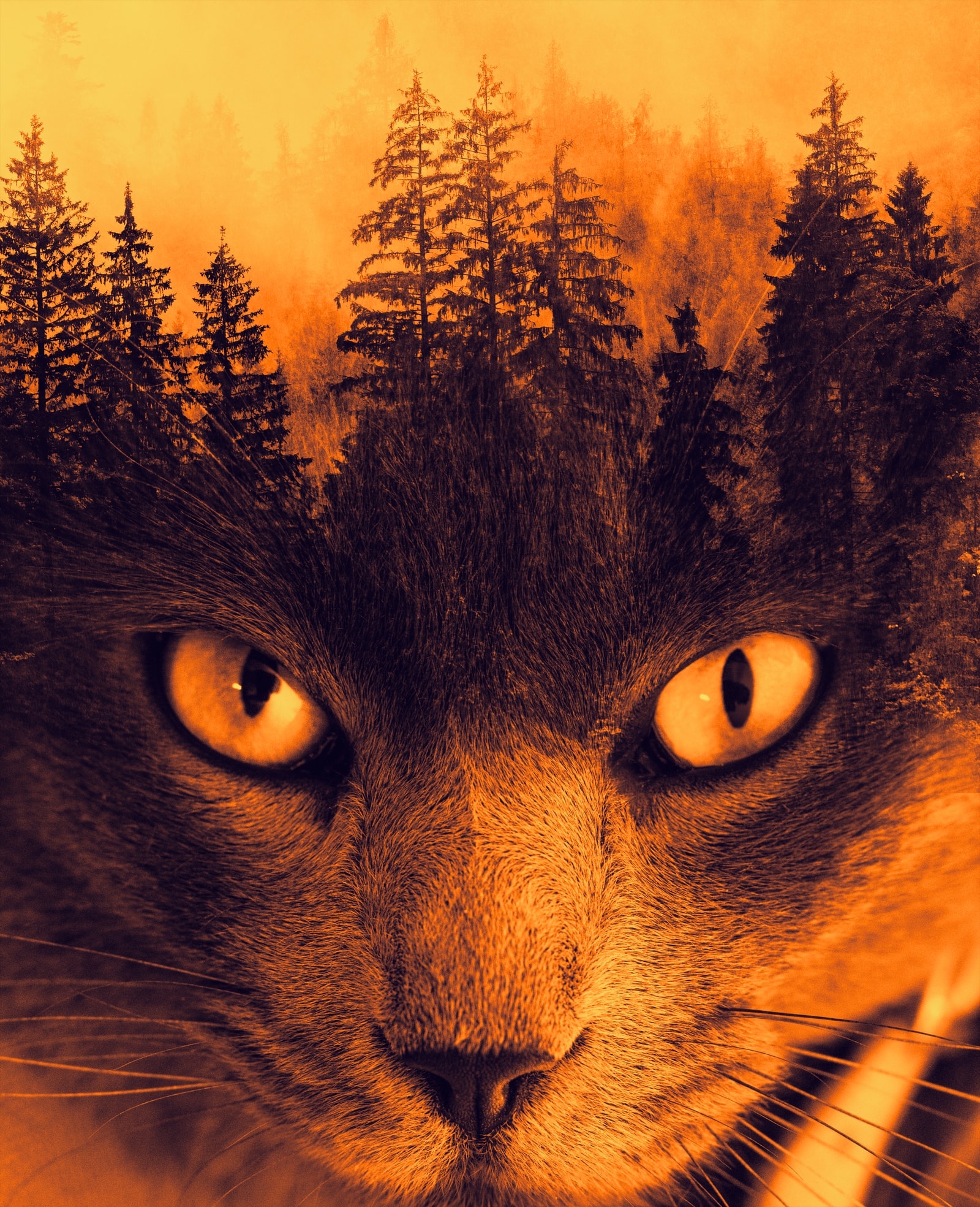 Double-exposure photo manipulation — a cat's face merged with a misty forest.